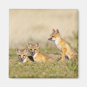 Swift räv (Vulpes macrotis) ung vid lyckohål, 5 Magnet