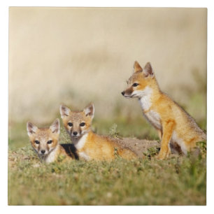 Swift räv (Vulpes macrotis) ung vid lyngrav, 5 Kakelplatta