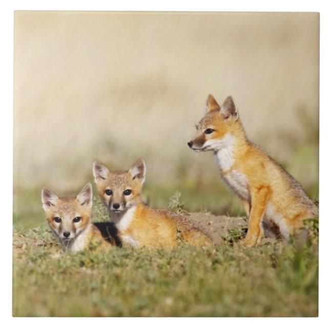 Swift räv (Vulpes macrotis) ung vid lyngrav, 5 Kakelplatta (Framsidan)
