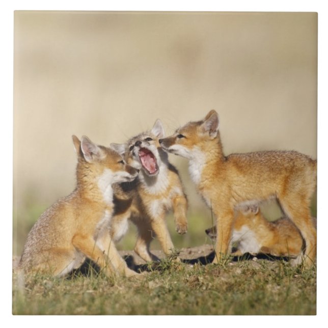 Swift räv (Vulpes macrotis) ung vid lyngrav, Kakelplatta (Framsidan)