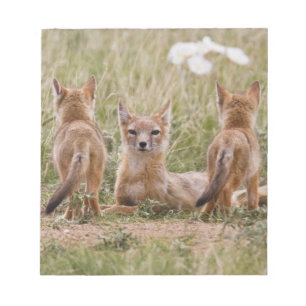 Swift räv (Vulpes velox) hona med ungar vid Anteckningsblock
