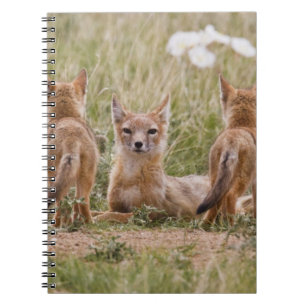 Swift räv (Vulpes velox) hona med ungar vid Anteckningsbok Med Spiral