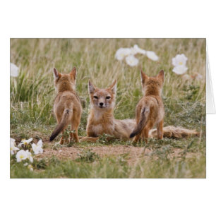 Swift räv (Vulpes velox) hona med ungar vid Hälsningskort