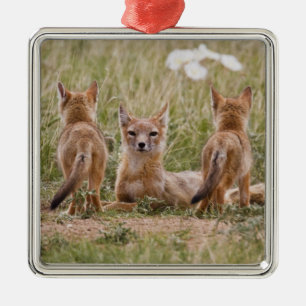 Swift räv (Vulpes velox) hona med ungar vid Julgransprydnad Metall