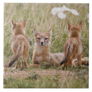 Swift räv (Vulpes velox) hona med ungar vid Kakelplatta