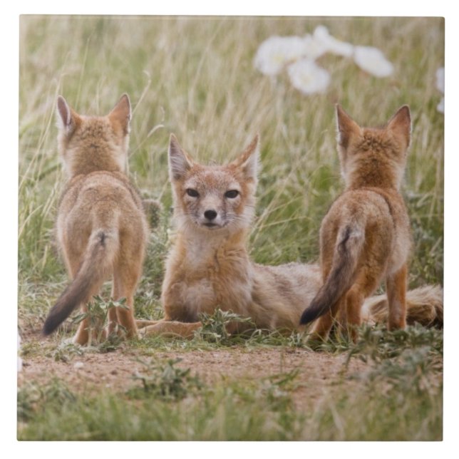 Swift räv (Vulpes velox) hona med ungar vid Kakelplatta (Framsidan)