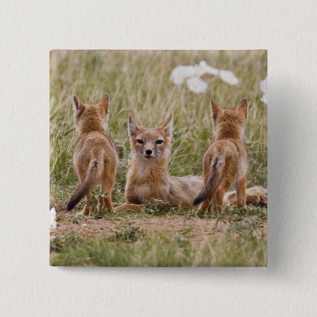 Swift räv (Vulpes velox) hona med ungar vid Knapp (Framsida)