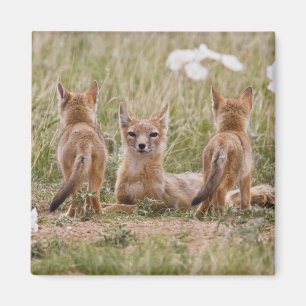 Swift räv (Vulpes velox) hona med ungar vid Magnet