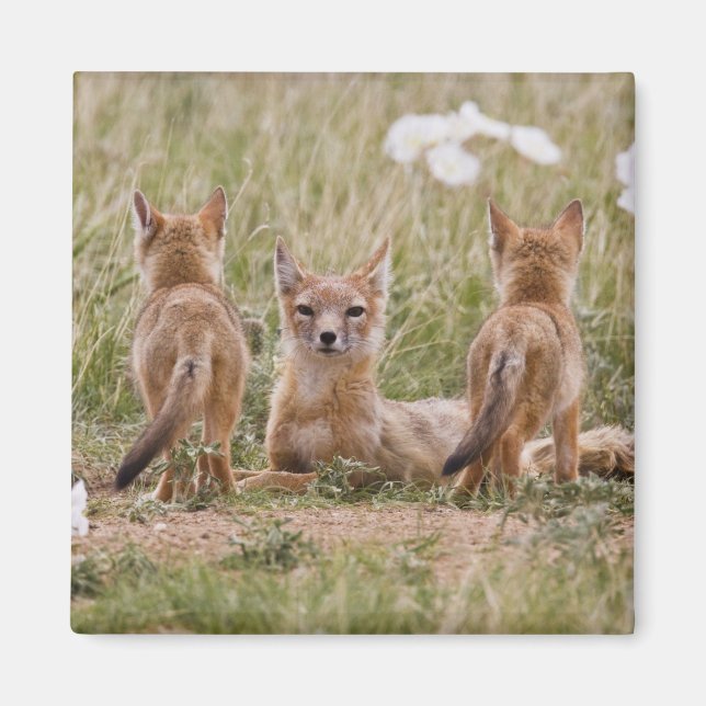 Swift räv (Vulpes velox) hona med ungar vid Magnet (Framsidan)
