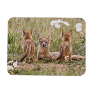 Swift räv (Vulpes velox) hona med ungar vid Magnet