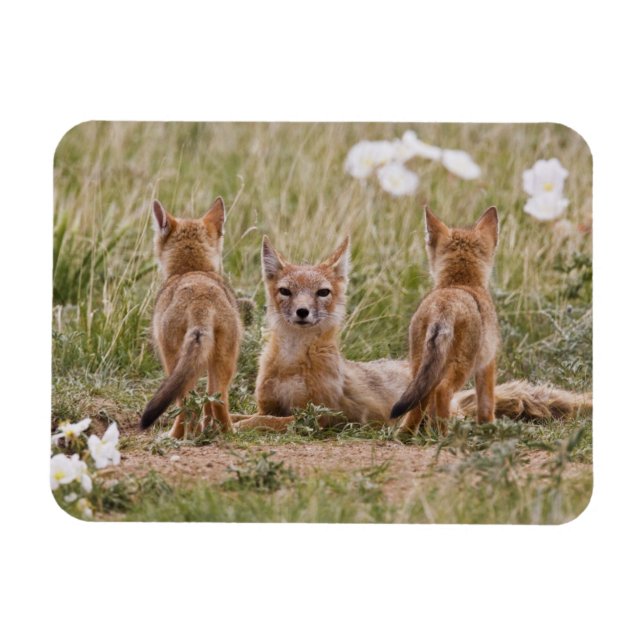 Swift räv (Vulpes velox) hona med ungar vid Magnet (Horisontell)