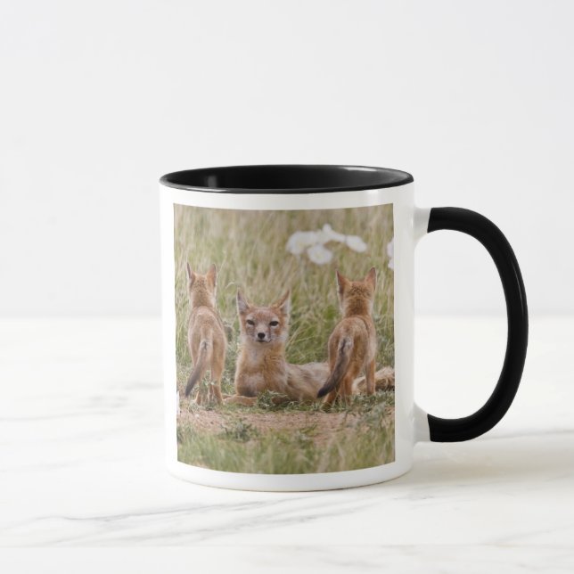 Swift räv (Vulpes velox) hona med ungar vid Mugg (Höger)