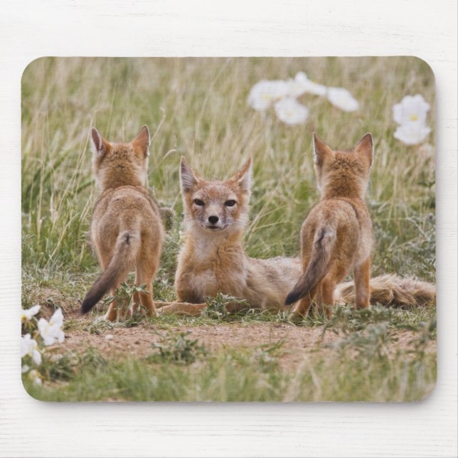 Swift räv (Vulpes velox) hona med ungar vid Musmatta (Framsidan)