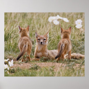 Swift räv (Vulpes velox) hona med ungar vid Poster