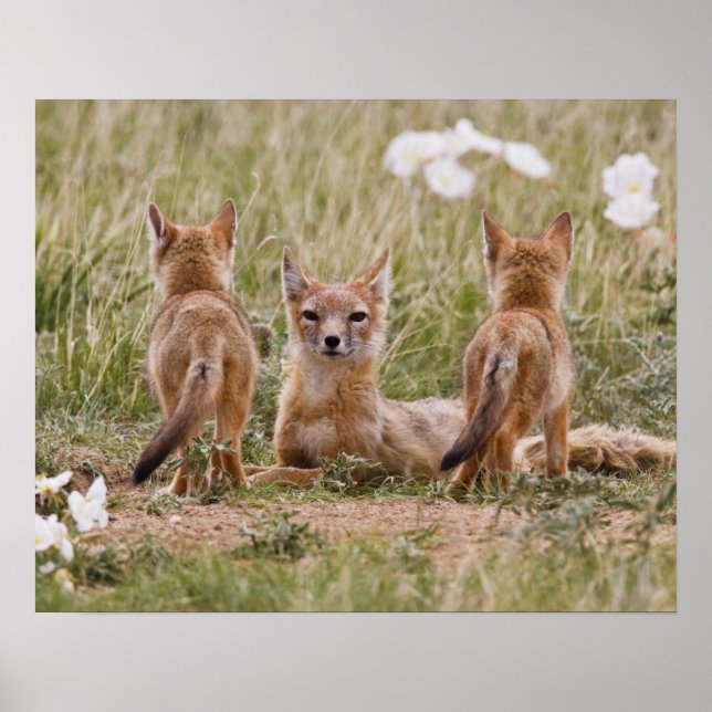 Swift räv (Vulpes velox) hona med ungar vid Poster (Framsidan)