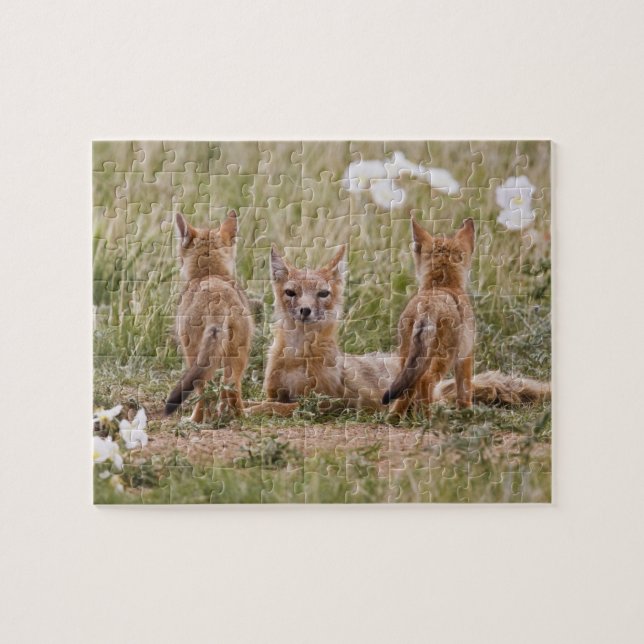 Swift räv (Vulpes velox) hona med ungar vid Pussel (Horisontell)
