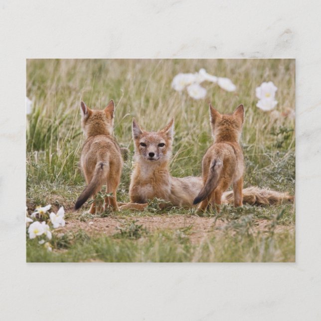 Swift räv (Vulpes velox) hona med ungar vid Vykort (Framsida)