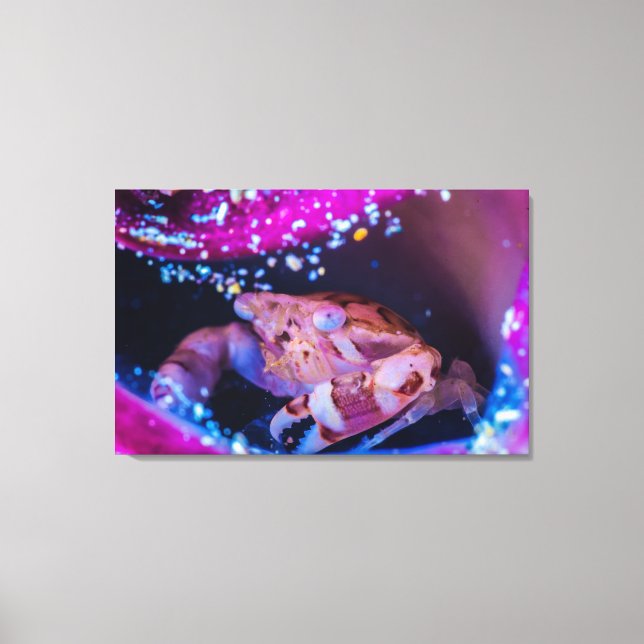 Swimmer Crab (Lissocarcinus laevis Miers, 1886) Canvastryck (Framsida)