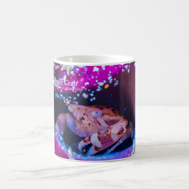 Swimmer Crab (Lissocarcinus laevis Miers, 1886) Kaffemugg (Center)