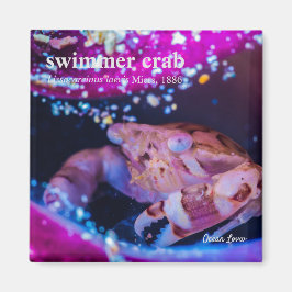 Swimmer Crab (Lissocarcinus laevis Miers, 1886) Magnet