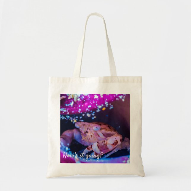 Swimmer Crab (Lissocarcinus laevis Miers, 1886) Tygkasse (Framsidan)