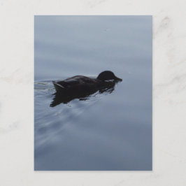 Swimming Anka i Sjö, Nature Bird Wildlife Blue Vykort
