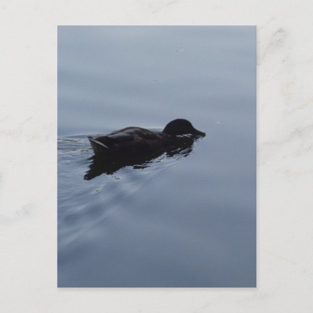 Swimming Anka i Sjö, Nature Bird Wildlife Blue Vykort (Framsida)