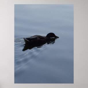 Swimming Anka i Sjö Poster