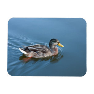 Swimming anka magnet