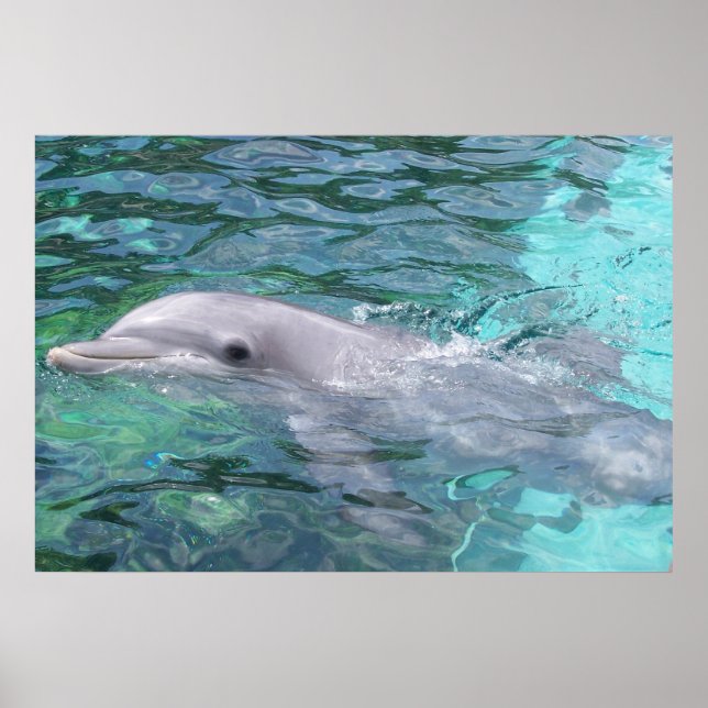 Swimming Dolphin Poster (Framsidan)