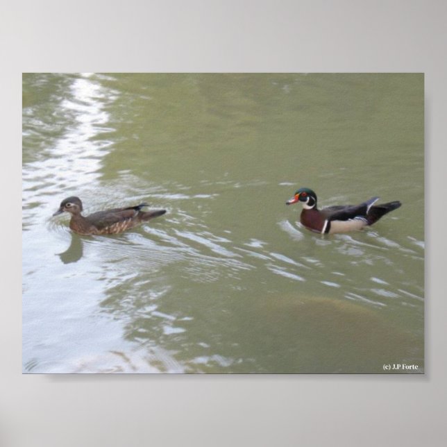 Swimming Ducks Poster (Framsidan)