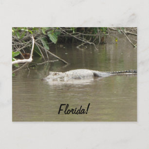 Swimming Gator Vykort