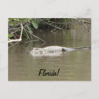 Swimming Gator Vykort