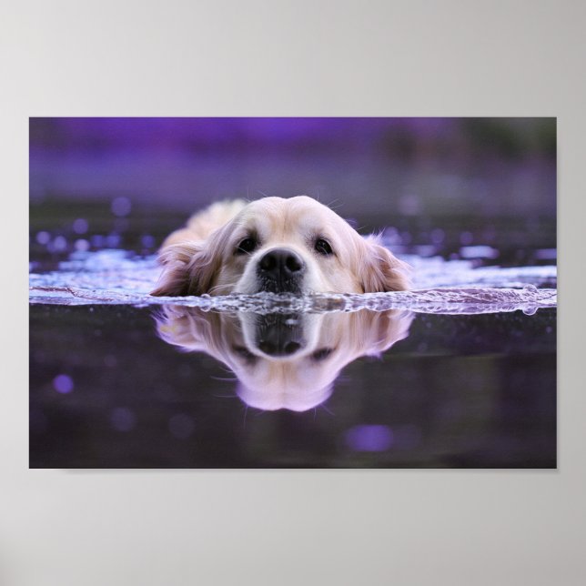 Swimming Golden Retriever Poster (Framsidan)