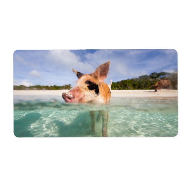 Swimming gris av Exuma Fraktsedel (Framsidan)