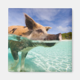 Swimming gris av Exuma Magnet