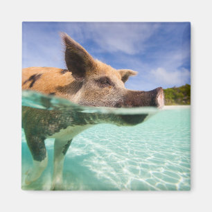 Swimming gris av Exuma Magnet