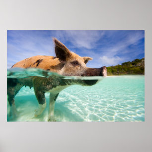 Swimming gris av Exuma Poster
