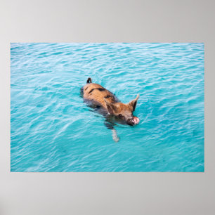 Swimming gris av Exuma Poster