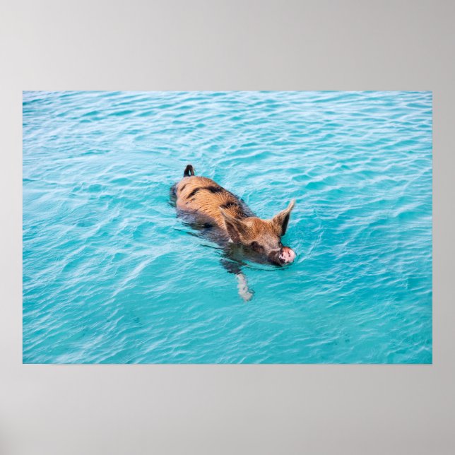 Swimming gris av Exuma Poster (Framsidan)