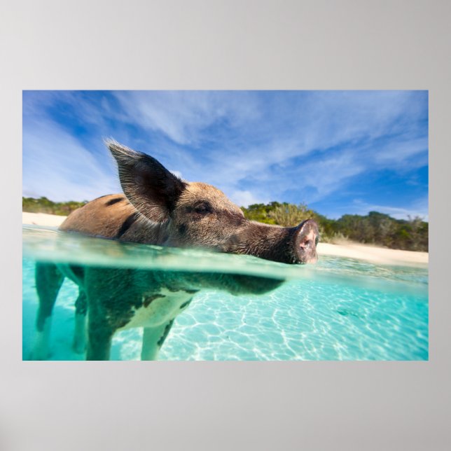 Swimming gris av Exuma Poster (Framsidan)