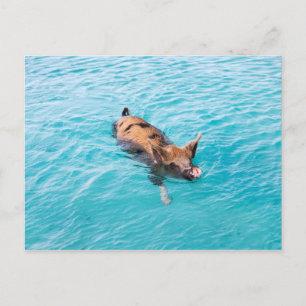 Swimming gris av Exuma Vykort