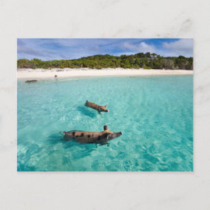 Swimming gris av Exuma Vykort