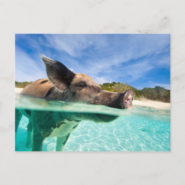 Swimming gris av Exuma Vykort (Framsida)