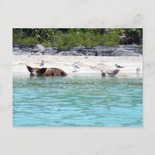Swimming Grisar in Beach Postcard Vykort