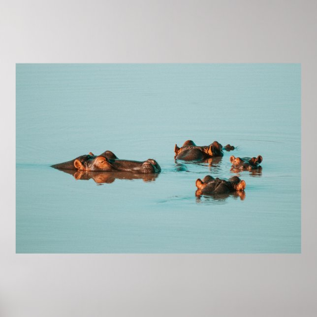 SWIMMING HIPPOS POSTER (Framsidan)