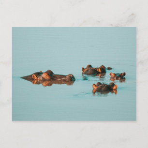SWIMMING HIPPOS VYKORT