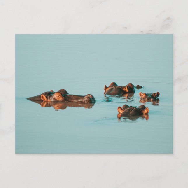 SWIMMING HIPPOS VYKORT (Framsida)