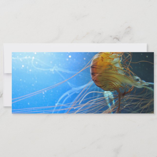 Swimming Jellyfish Closeup (Framsida)