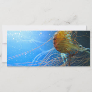 Swimming Jellyfish Closeup